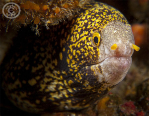 Canon G10, dual Inon close-up lenses; dual sea and sea st... by Stephen Holinski 